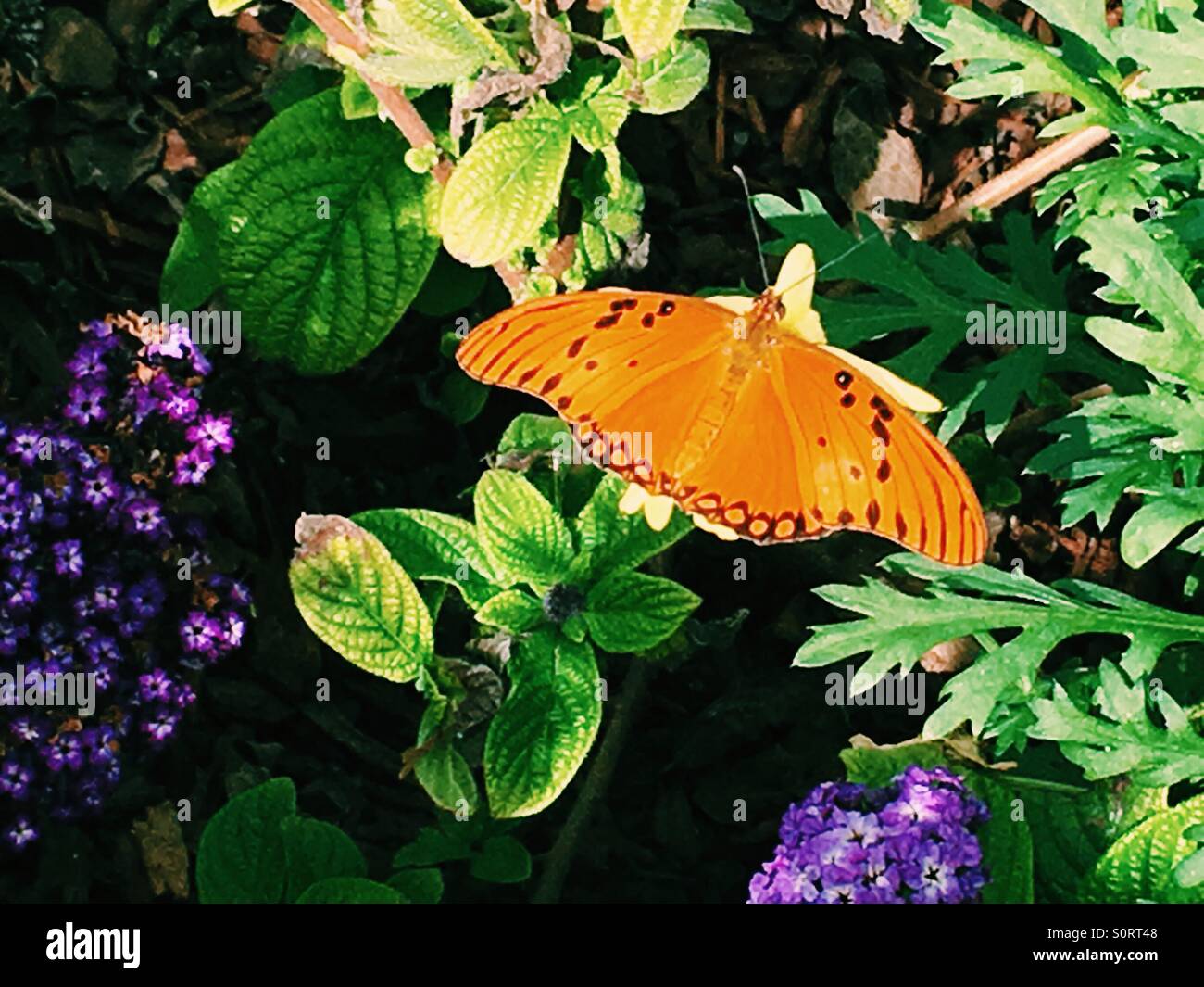 Orange Julia butterfly - Smartphone Captured Stock Image