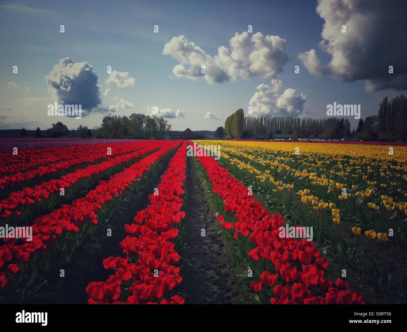 Rows of red and yellow tulips in Mount Vernon, WA, during Tulip Festival - Smartphone Captured Stock Image