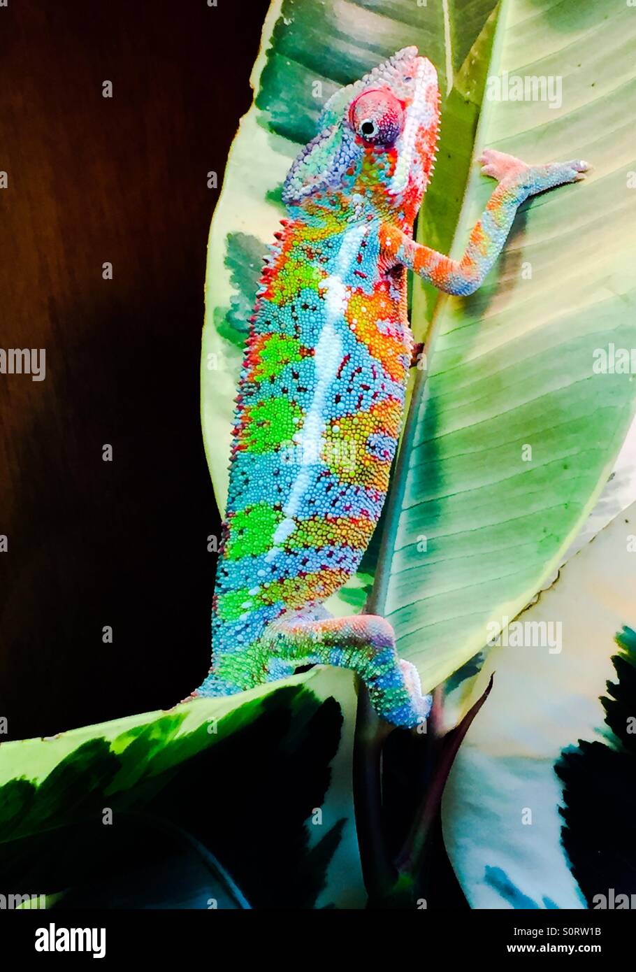 Ambilobe Panther chameleon - Smartphone Captured Stock Image