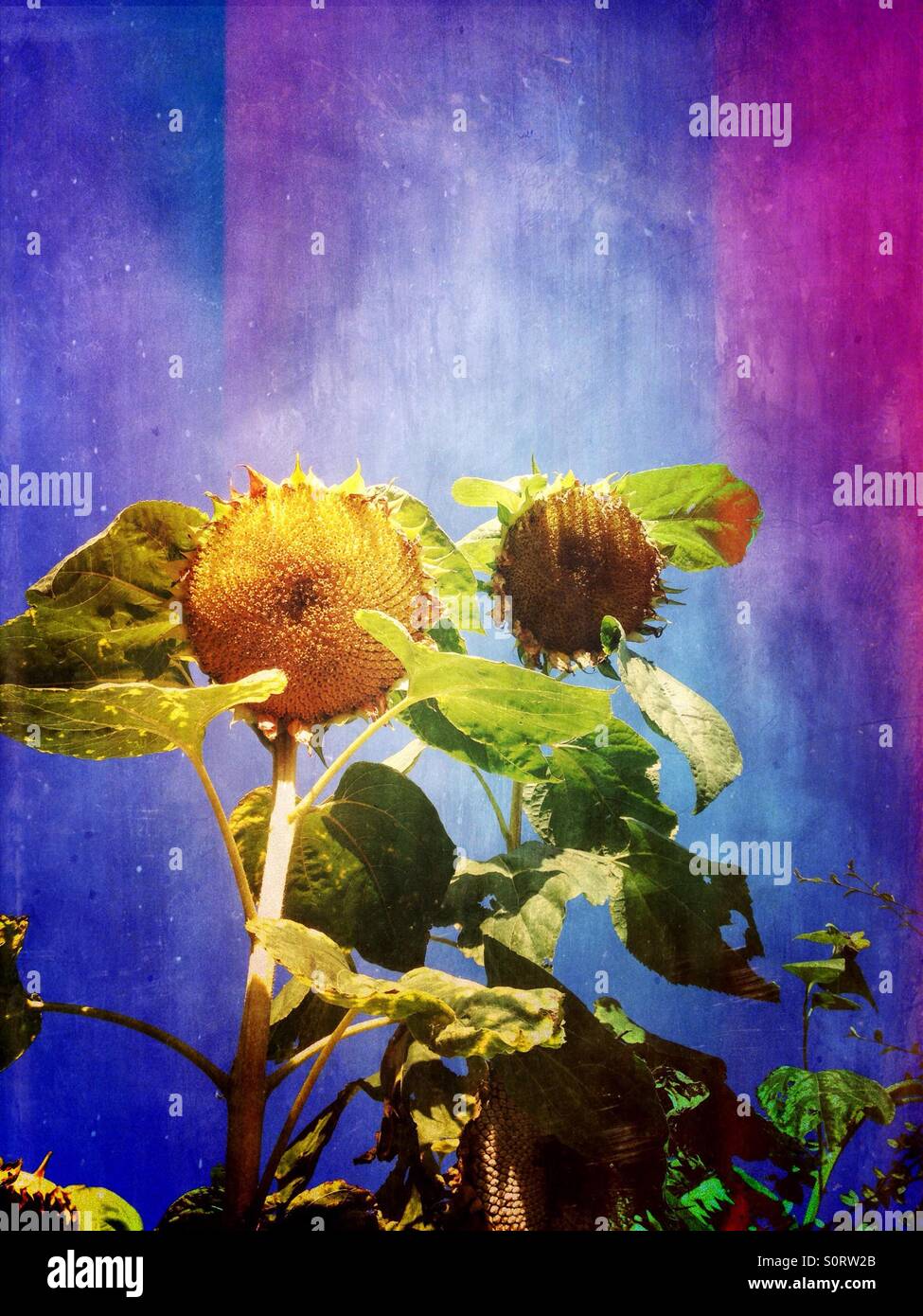 Sunflowers - Smartphone Captured Stock Image