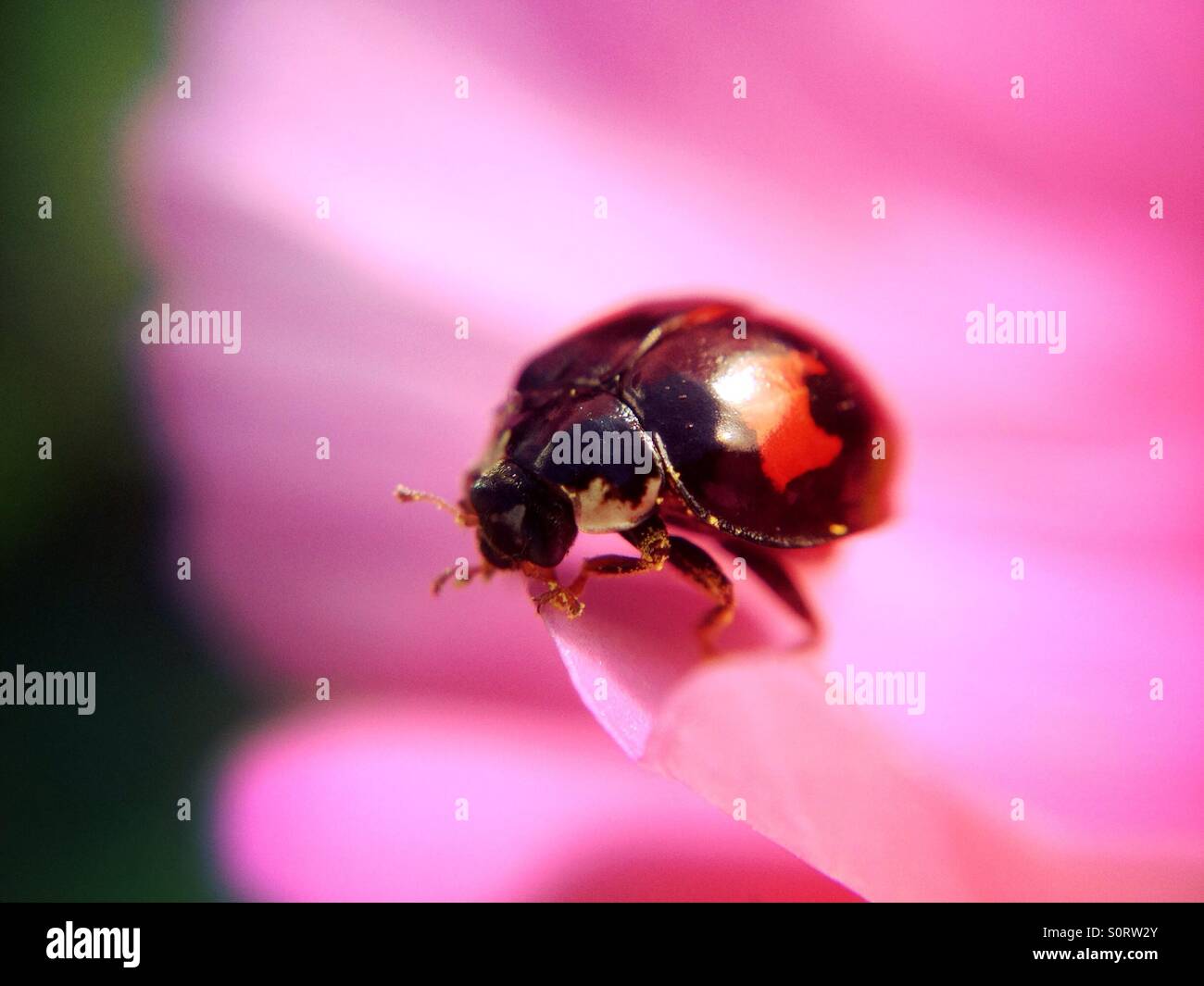 Ladybird - Smartphone Captured Stock Image