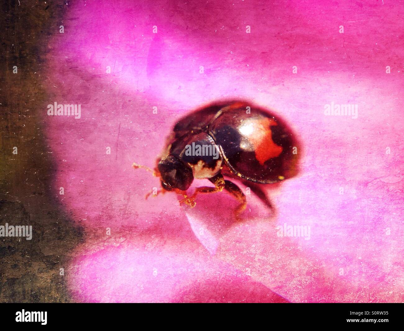 Ladybird - Smartphone Captured Stock Image