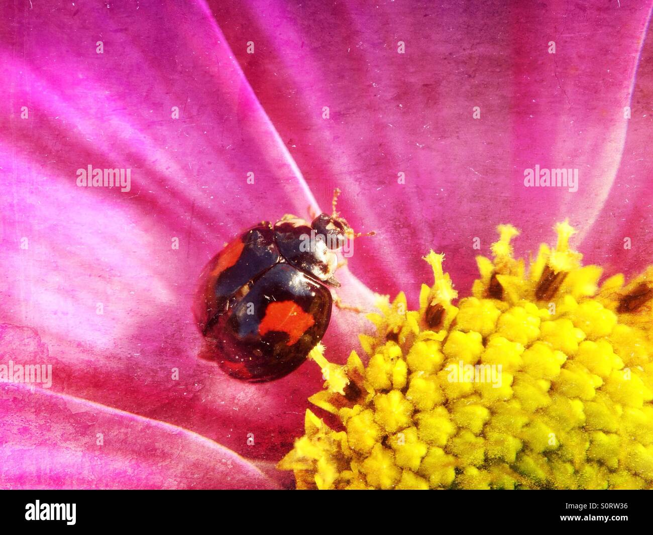 Ladybird - Smartphone Captured Stock Image