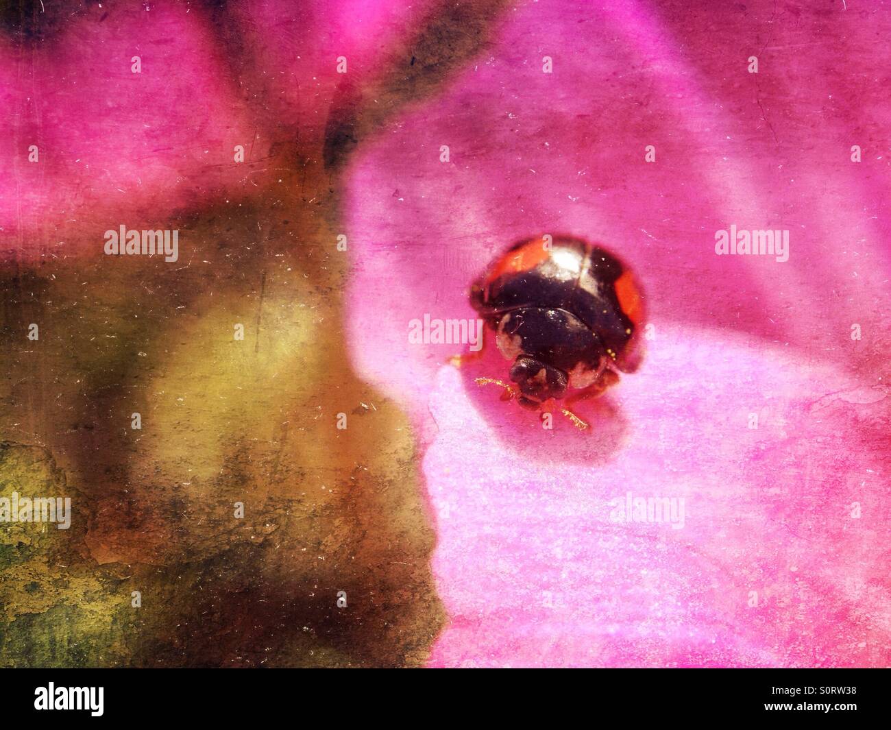Ladybird - Smartphone Captured Stock Image