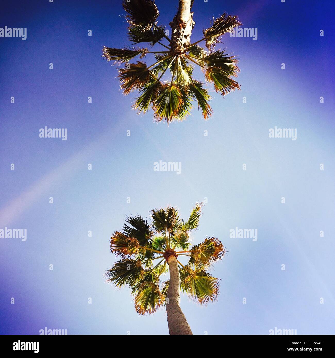 Looking up at two palm trees. Manhattan Beach, California USA. - Smartphone Captured Stock Image