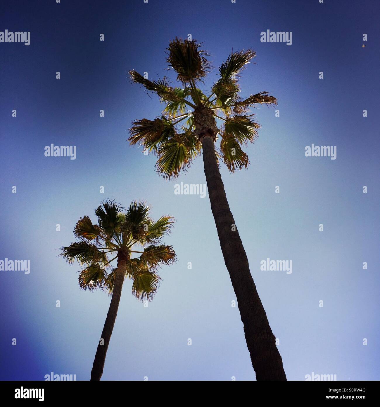 Two Palm trees. Manhattan Beach, California USA. - Smartphone Captured Stock Image