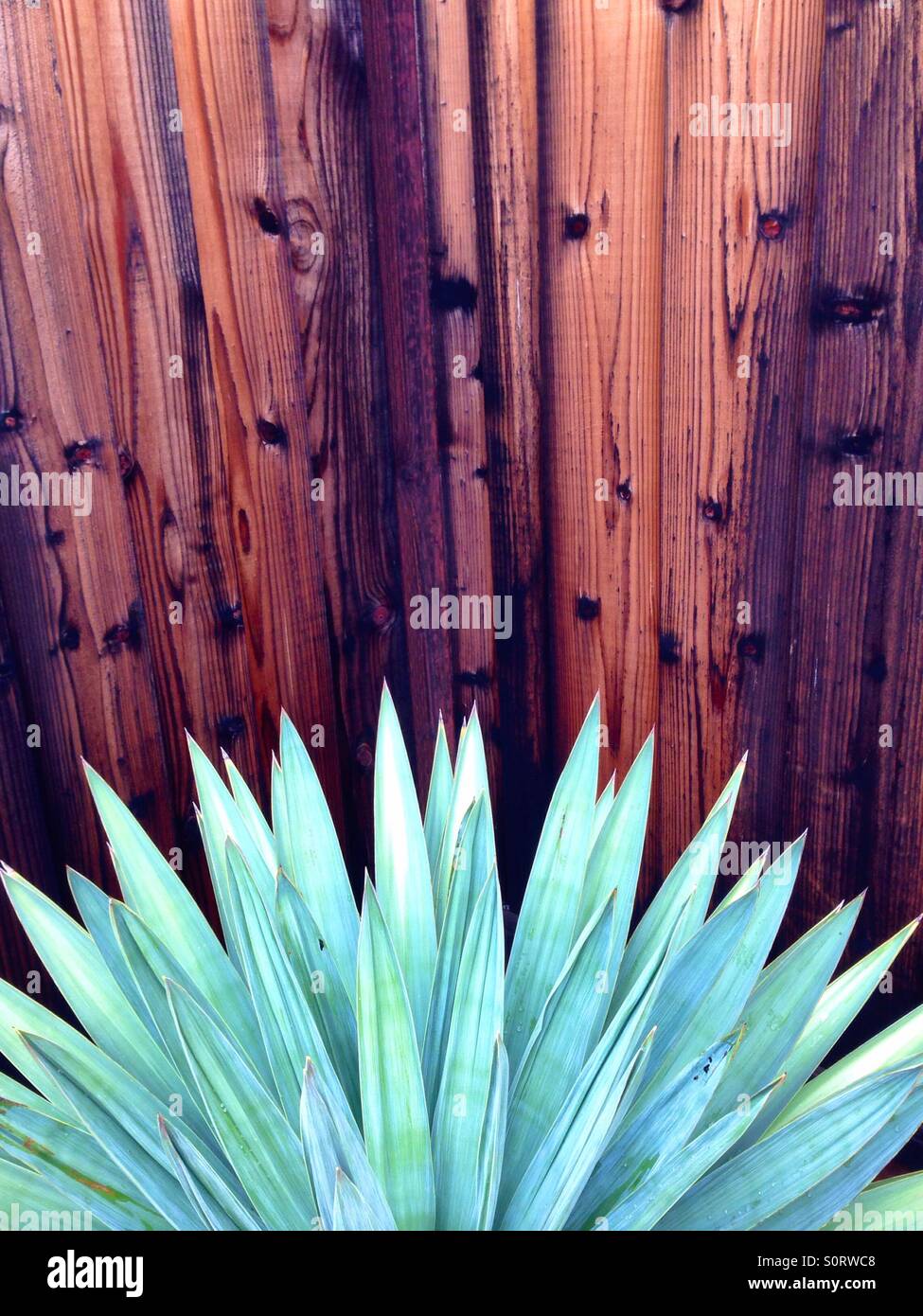 Green agave in front of redwood fence - Smartphone Captured Stock Image