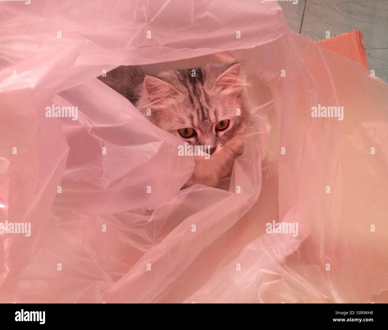 Persian cat play hide and seek Stock Photo Alamy