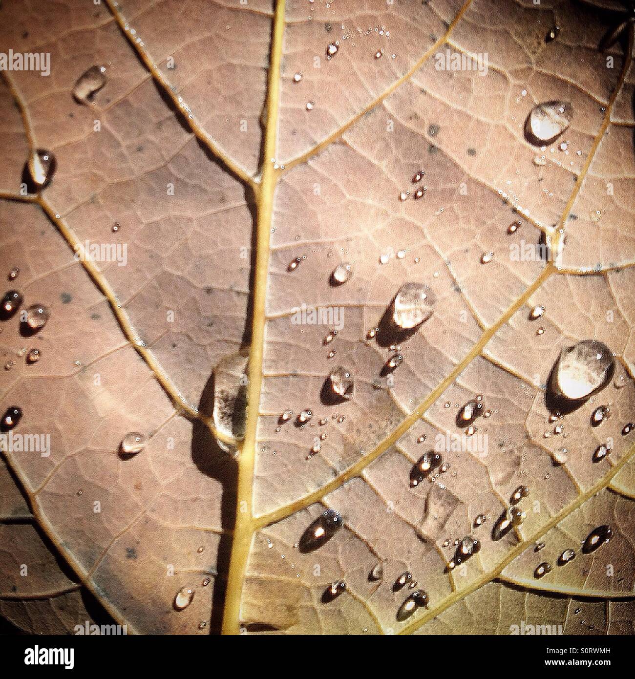 Drops of water on a dry leaf in Xiuhcalco Edible Forest, in La Unión-Sultepec, a pilot project to recuperate the soil heavily deforested by monoculture, agrochemicals and mining. - Smartphone Captured Stock Image