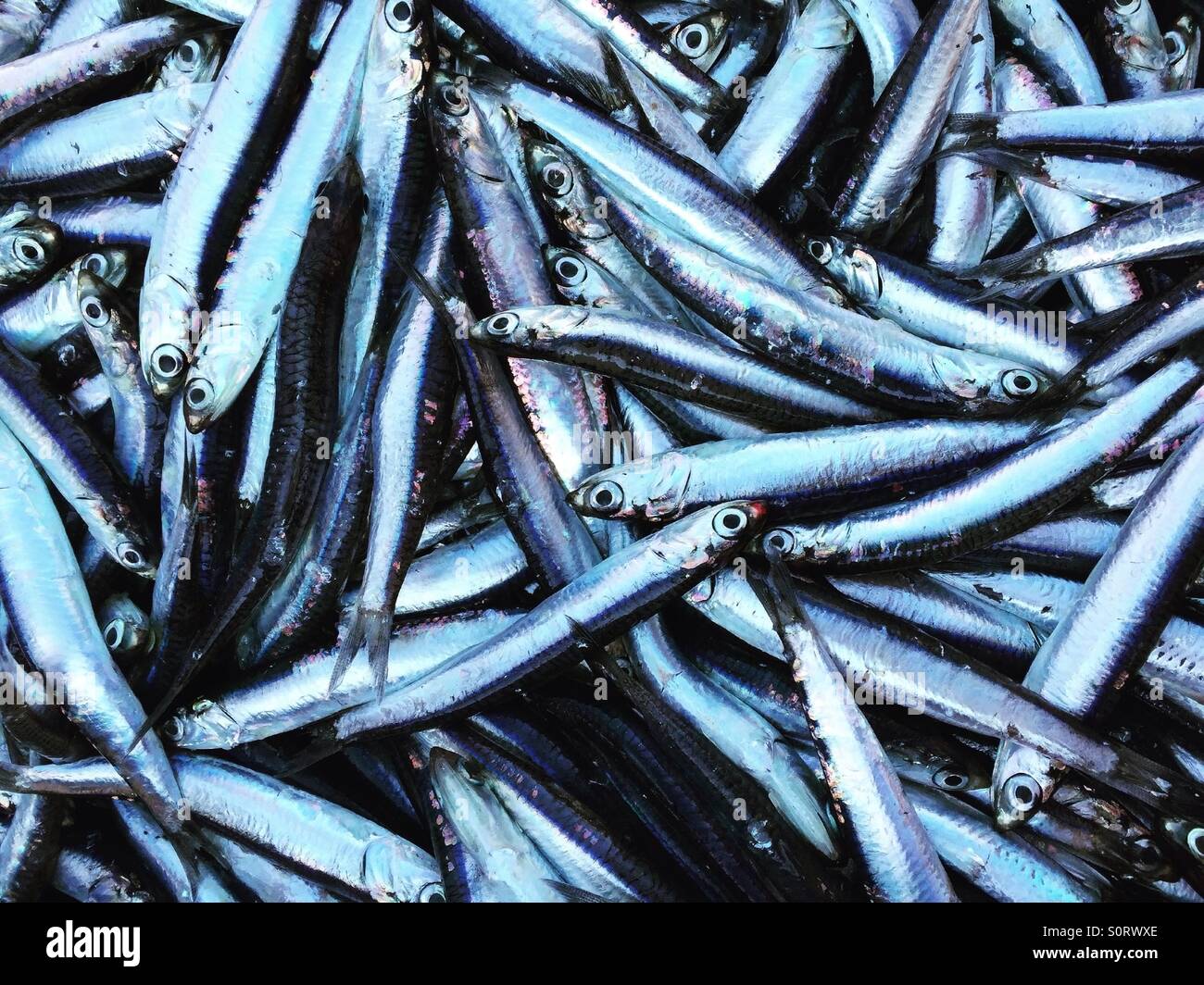 Fresh anchovies fish top view Stock Photo