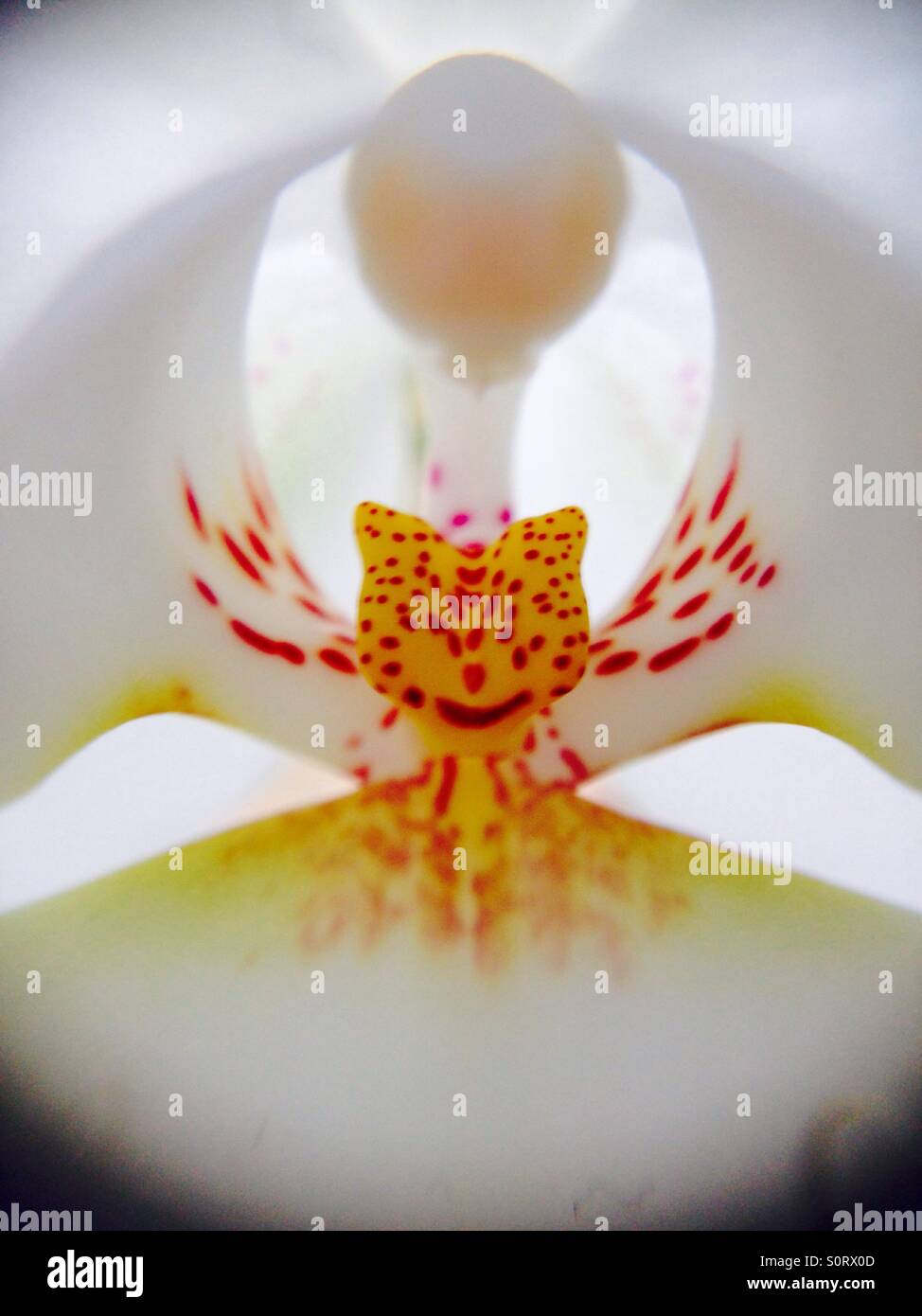 Orchid close up Stock Photo Alamy