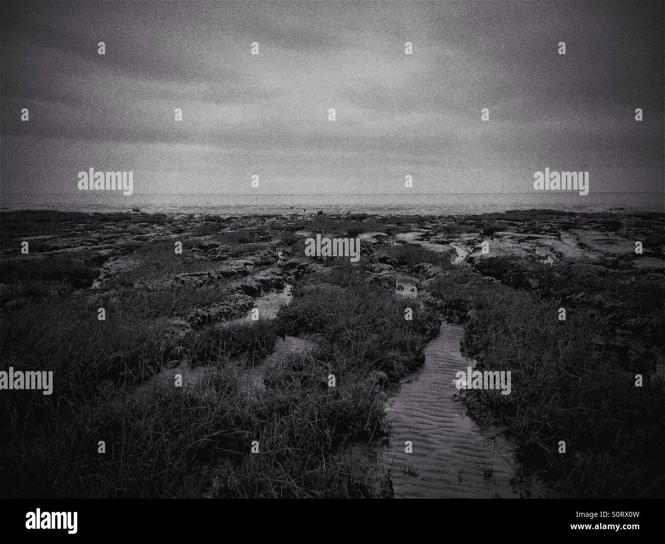 Black and white coastal marshland - Smartphone Captured Stock Image