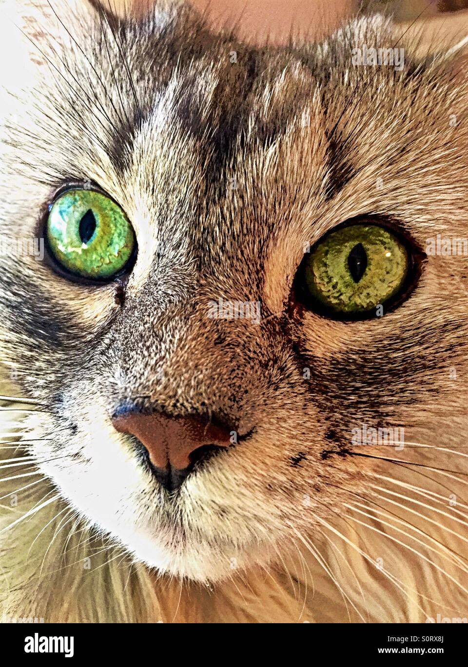 Closeup of a female domestic cats face and green eyes. Stock Photo