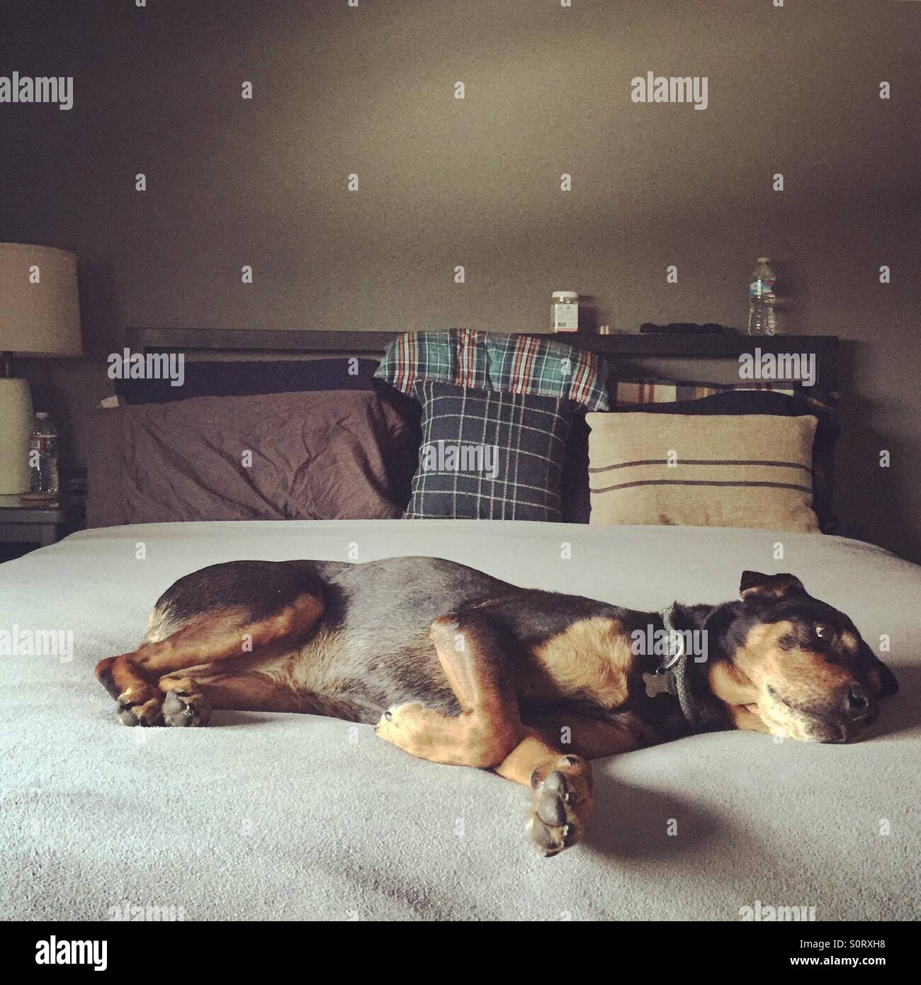 Dog on bed in the morning - Smartphone Captured Stock Image