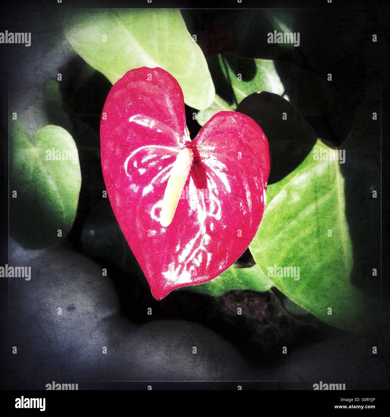 Heart shaped flower. - Smartphone Captured Stock Image