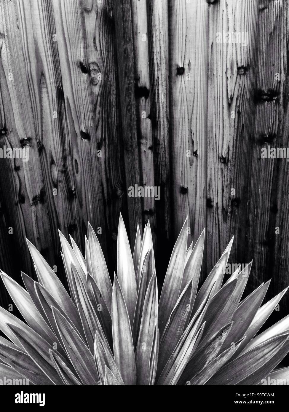 Agave leaves in front of wooden fence, in black and white - Smartphone Captured Stock Image
