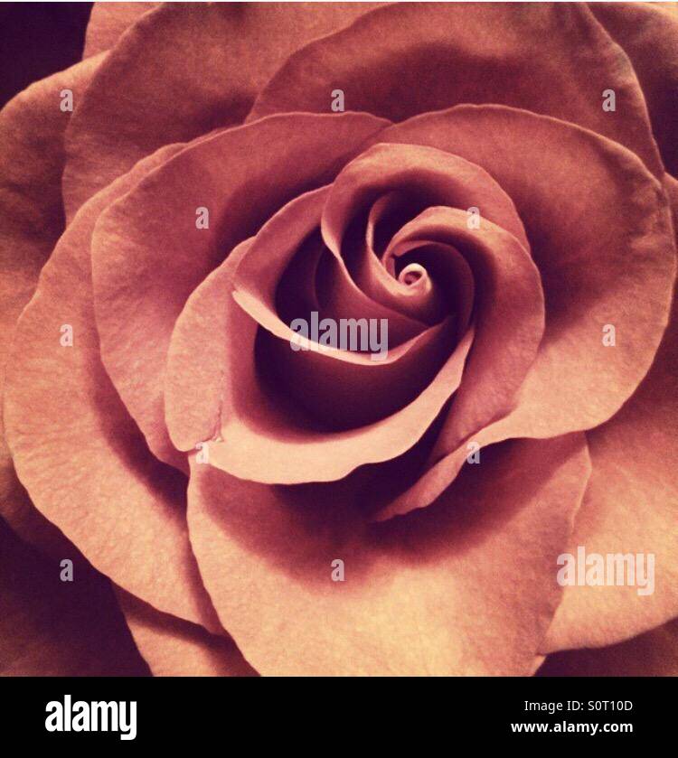 Burnt Orange Rose Stock Photo Alamy