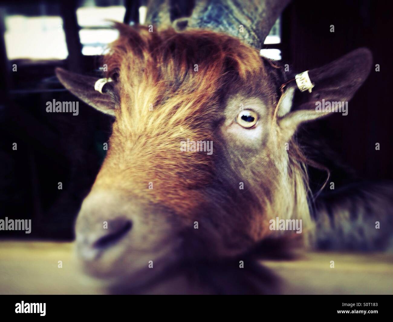 Goat looks to camera - Smartphone Captured Stock Image