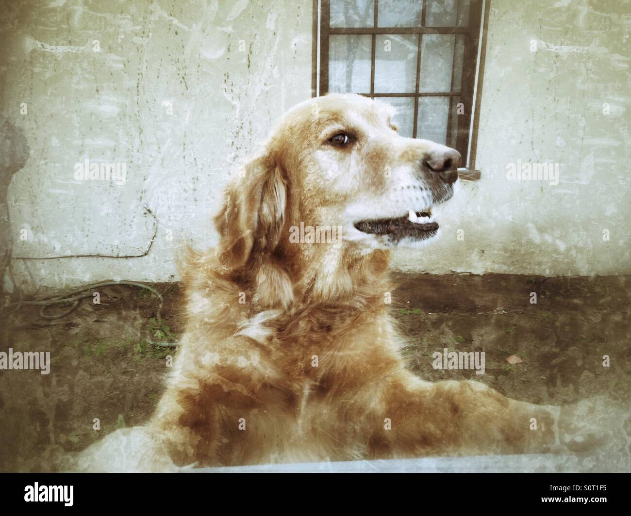 Golden Retriever standing up on a fence Stock Photo Alamy