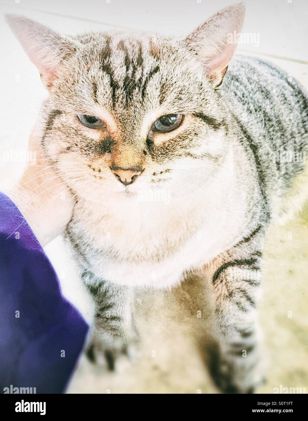 Cat neck rub hires stock photography and images Alamy