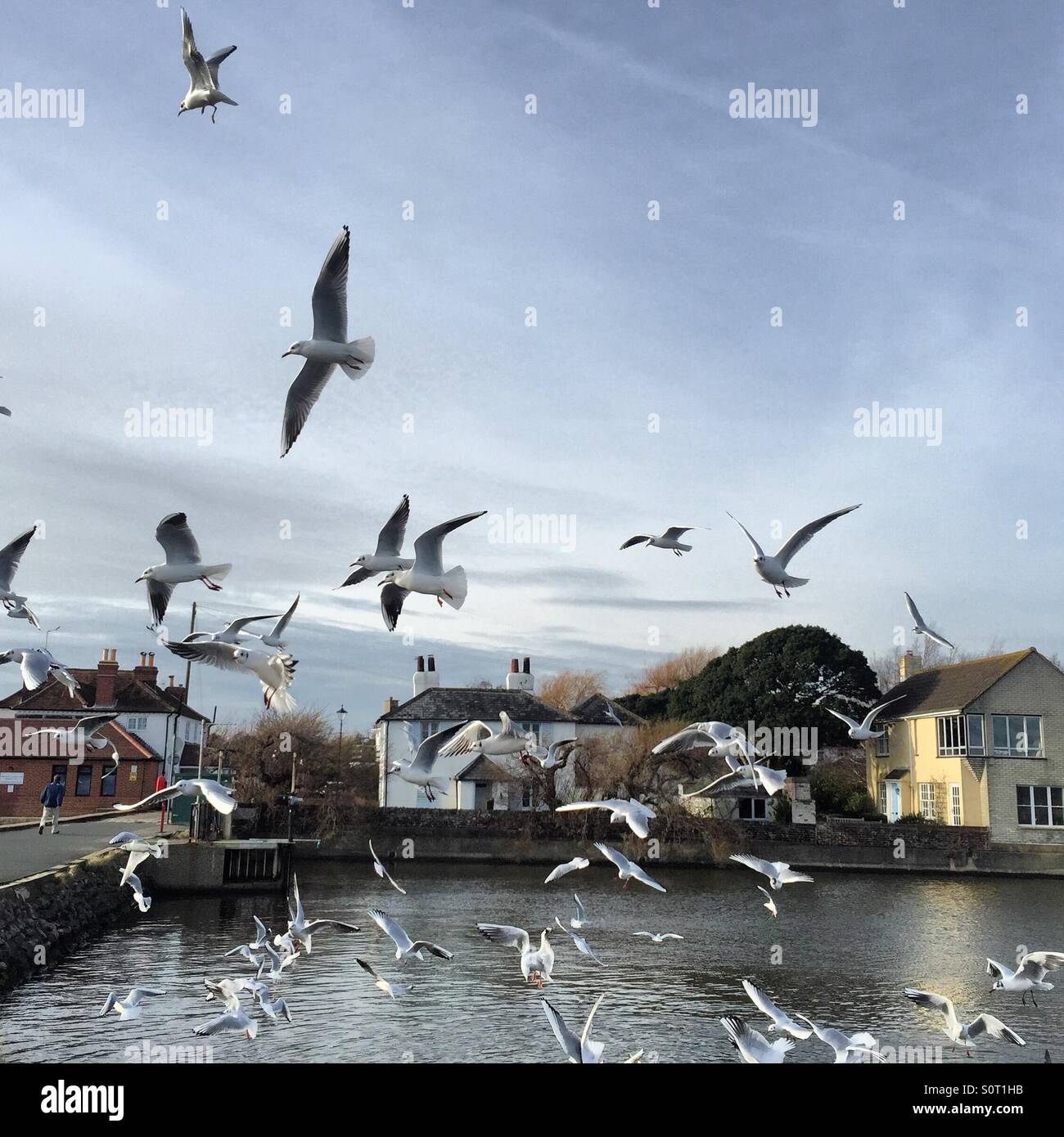 Seagulls flying across the water - Smartphone Captured Stock Image