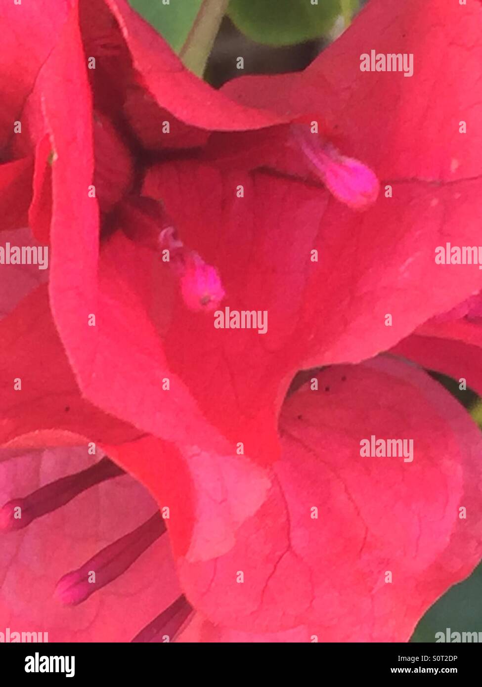 Curled Petals High Resolution Stock Photography and Images - Alamy