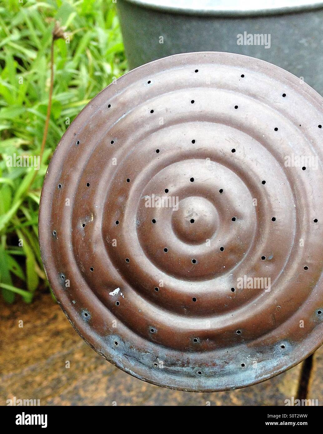 Vintage copper watering can rose - Smartphone Captured Stock Image