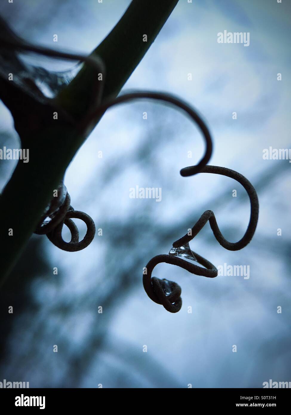 Twisty vines in winter Stock Photo