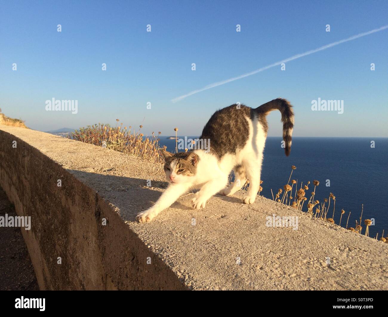 Cat stretching on mountain edge Dubrovnik Stock Photo