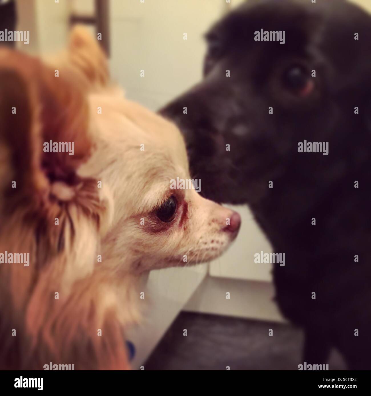 Chihuahua meets black Labrador for the first time - Smartphone Captured Stock Image