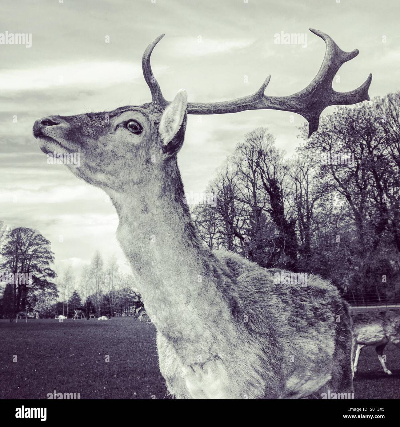 Proud stag deer stands tall Stock Photo Alamy