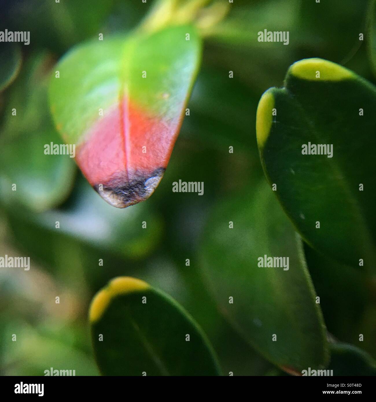 Ladybird-shaped leaf - Smartphone Captured Stock Image