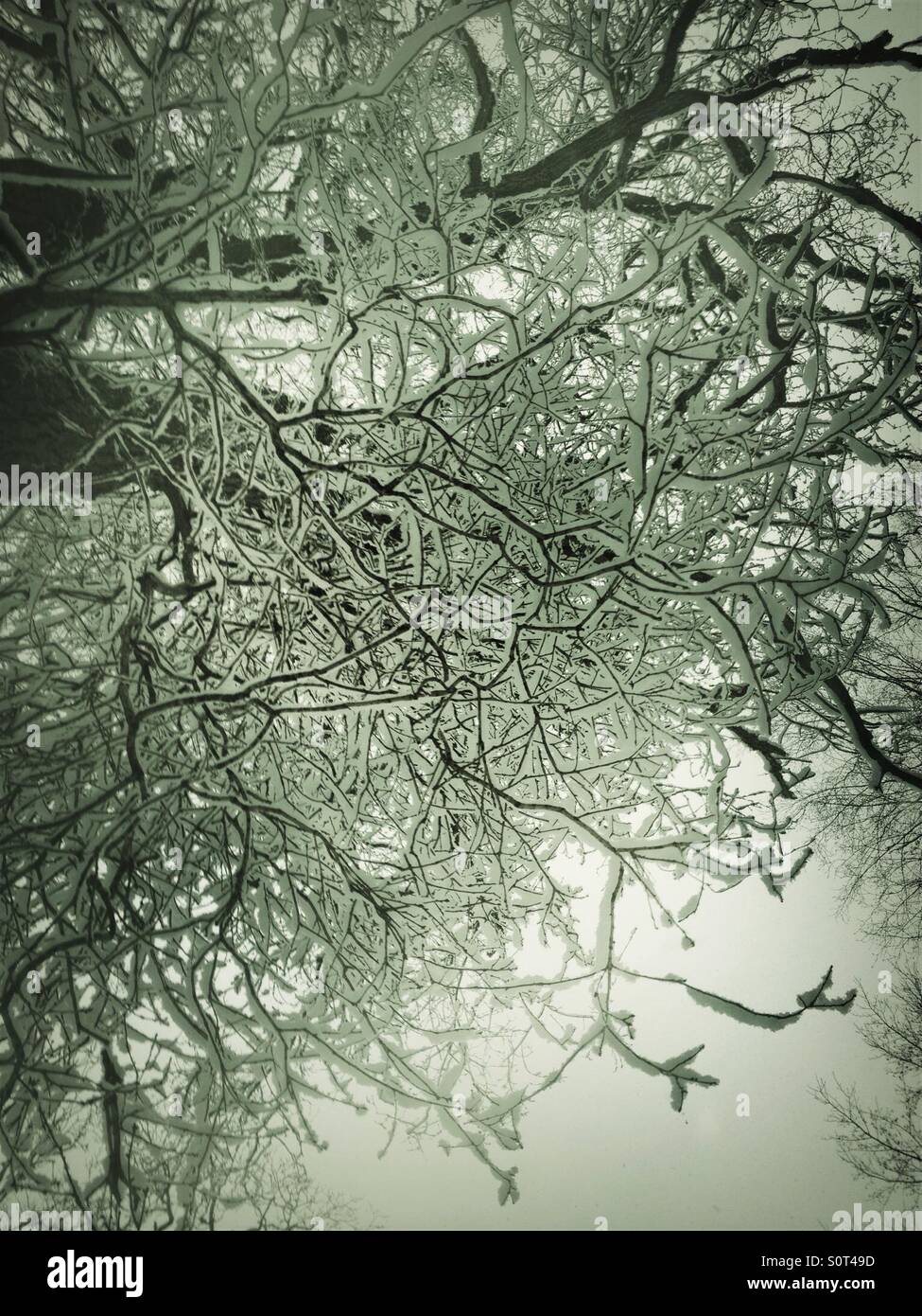 Snow settled on tree branches - Smartphone Captured Stock Image