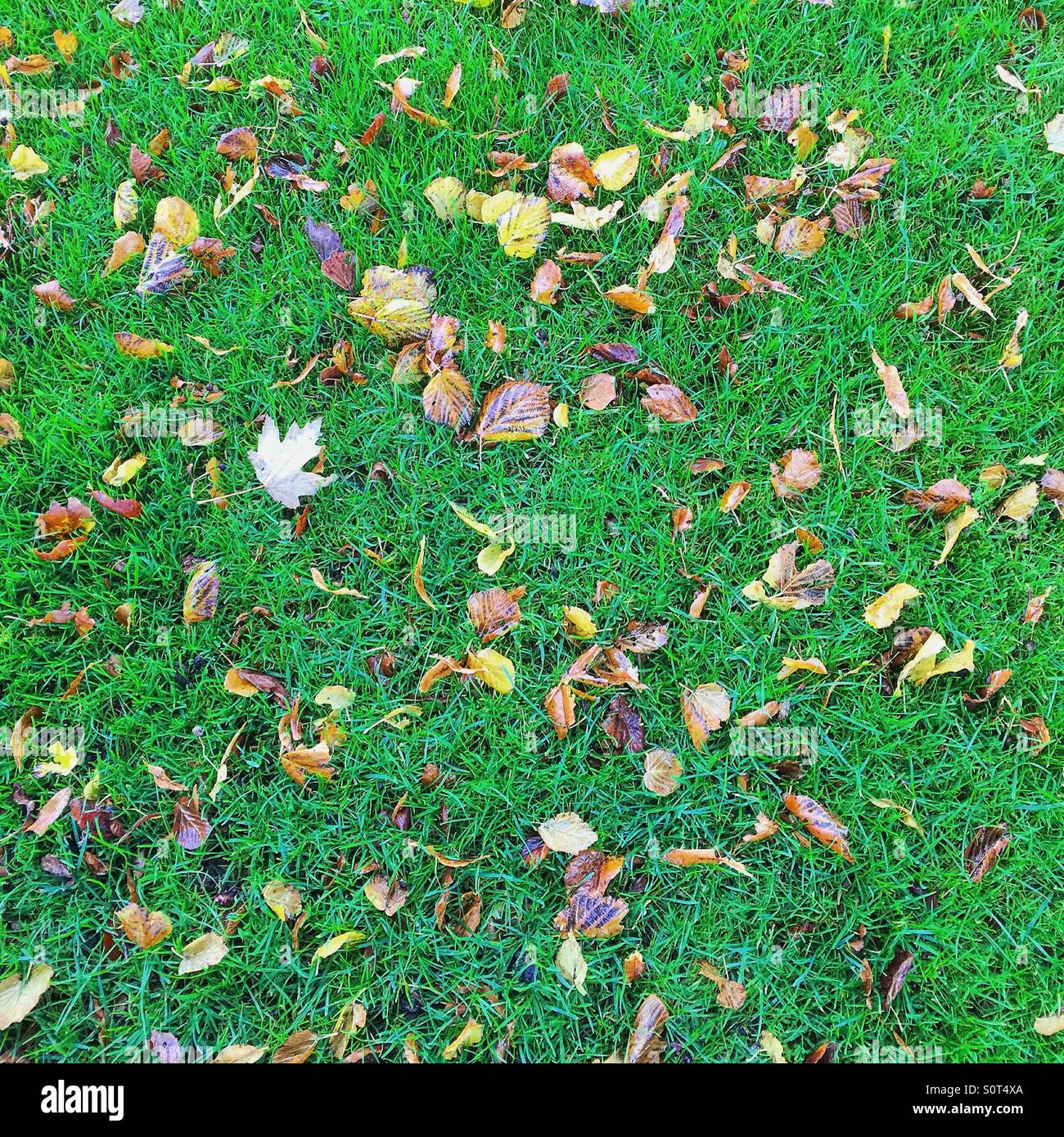 Fallen leaves on green grass, background image - Smartphone Captured Stock Image