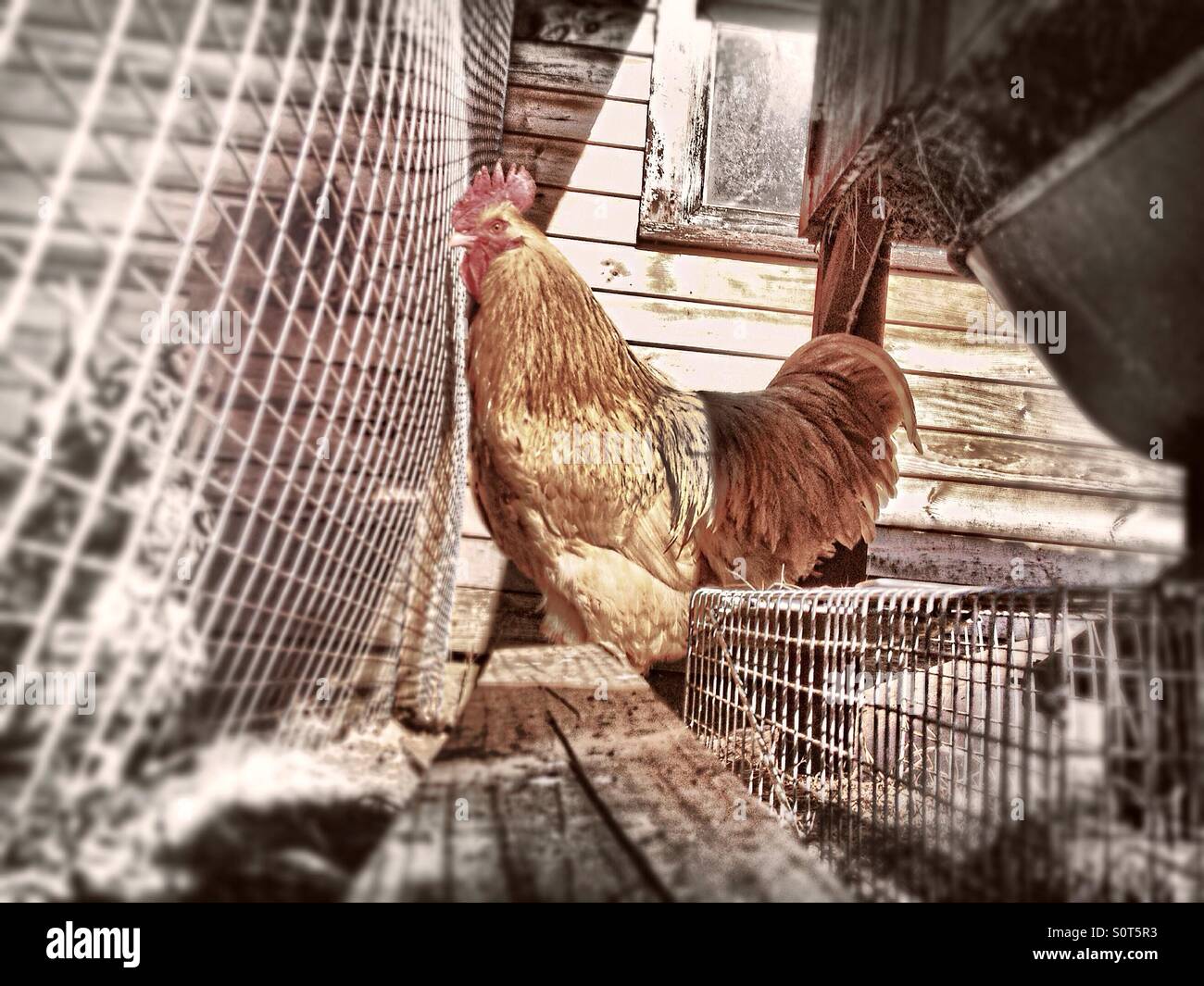 Barnyard Farm Stock Photos &amp; Barnyard Farm Stock Images ...