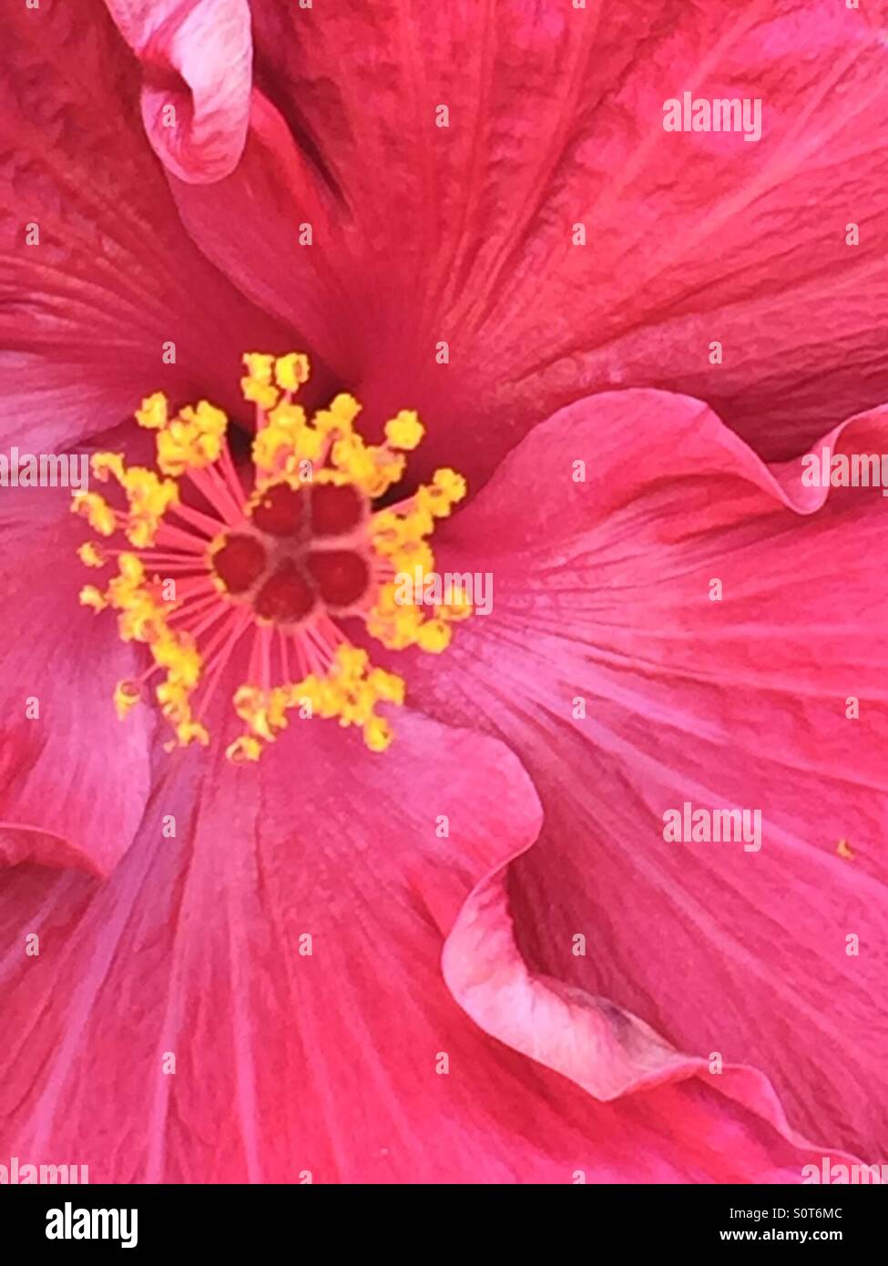 Red tropical flower with yellow stamens a close up with space.. Stock Photo