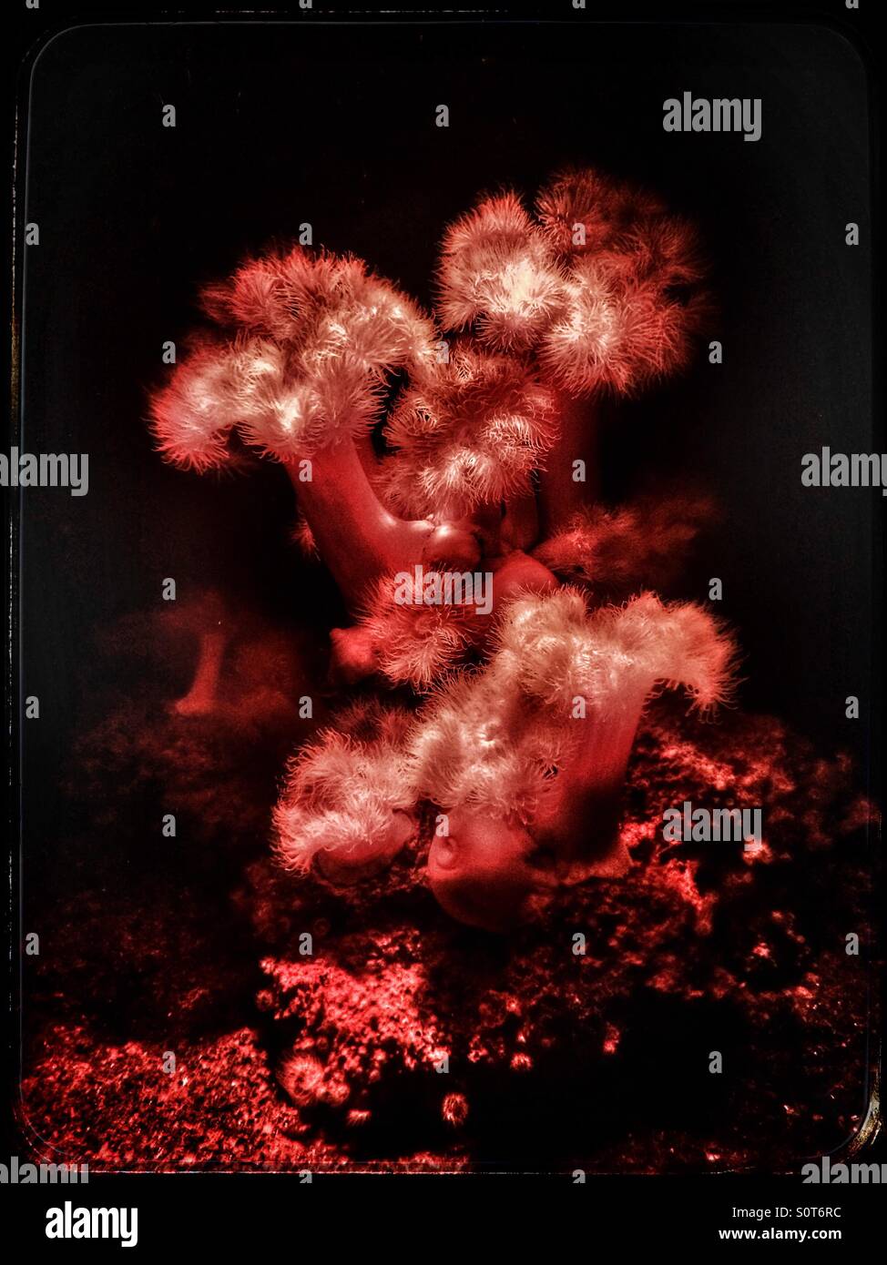 Featherduster Anemone (Metridium senile) in Cape Town Aquarium, South