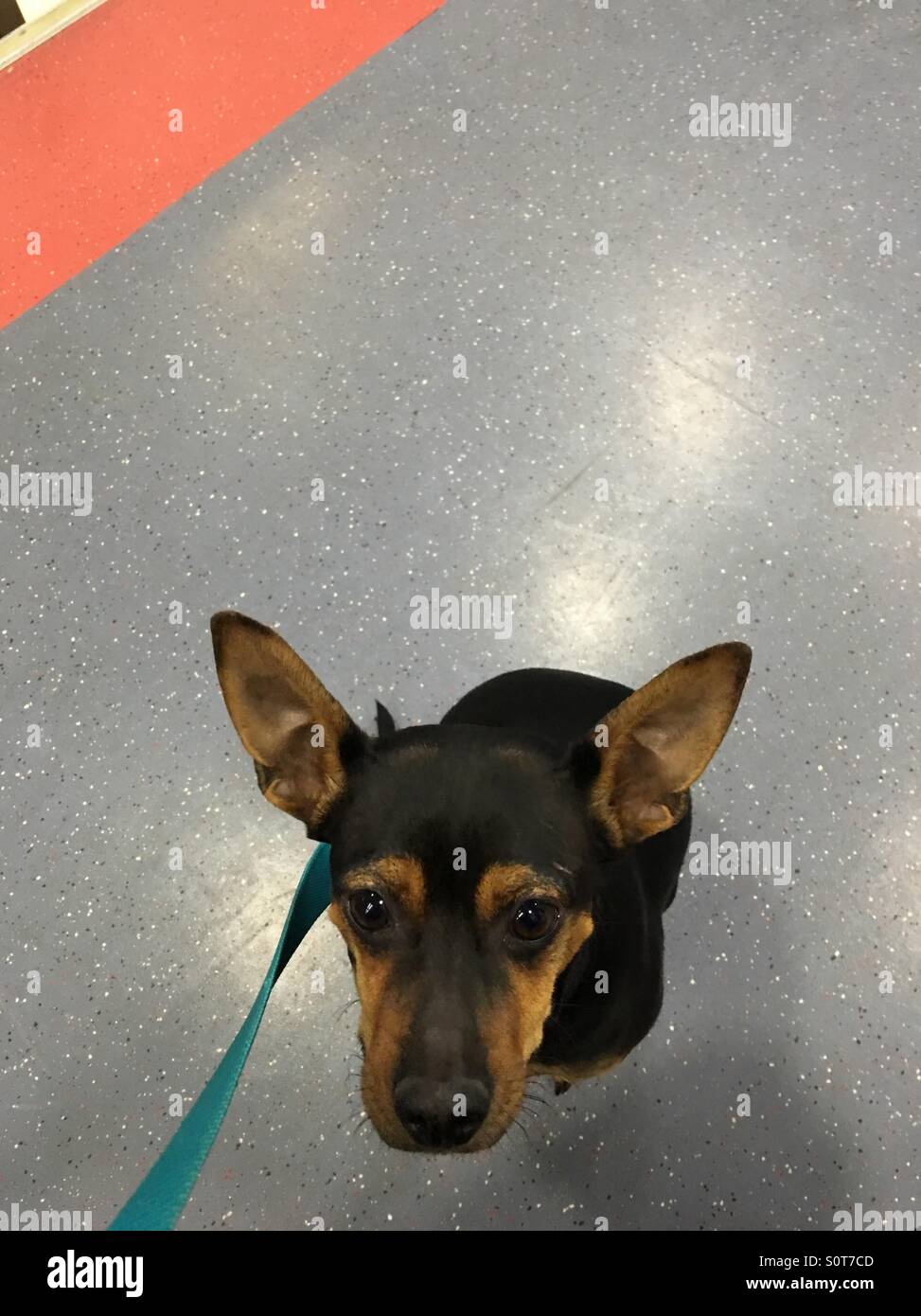 Dog sitting on floor of public transport looking up - Smartphone Captured Stock Image