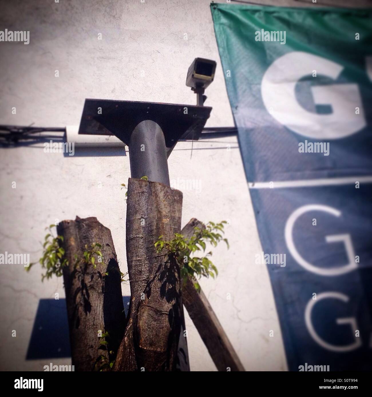 A tree cut to use a surveillance camera in Colonia Roma, Mexico City, Mexico - Smartphone Captured Stock Image