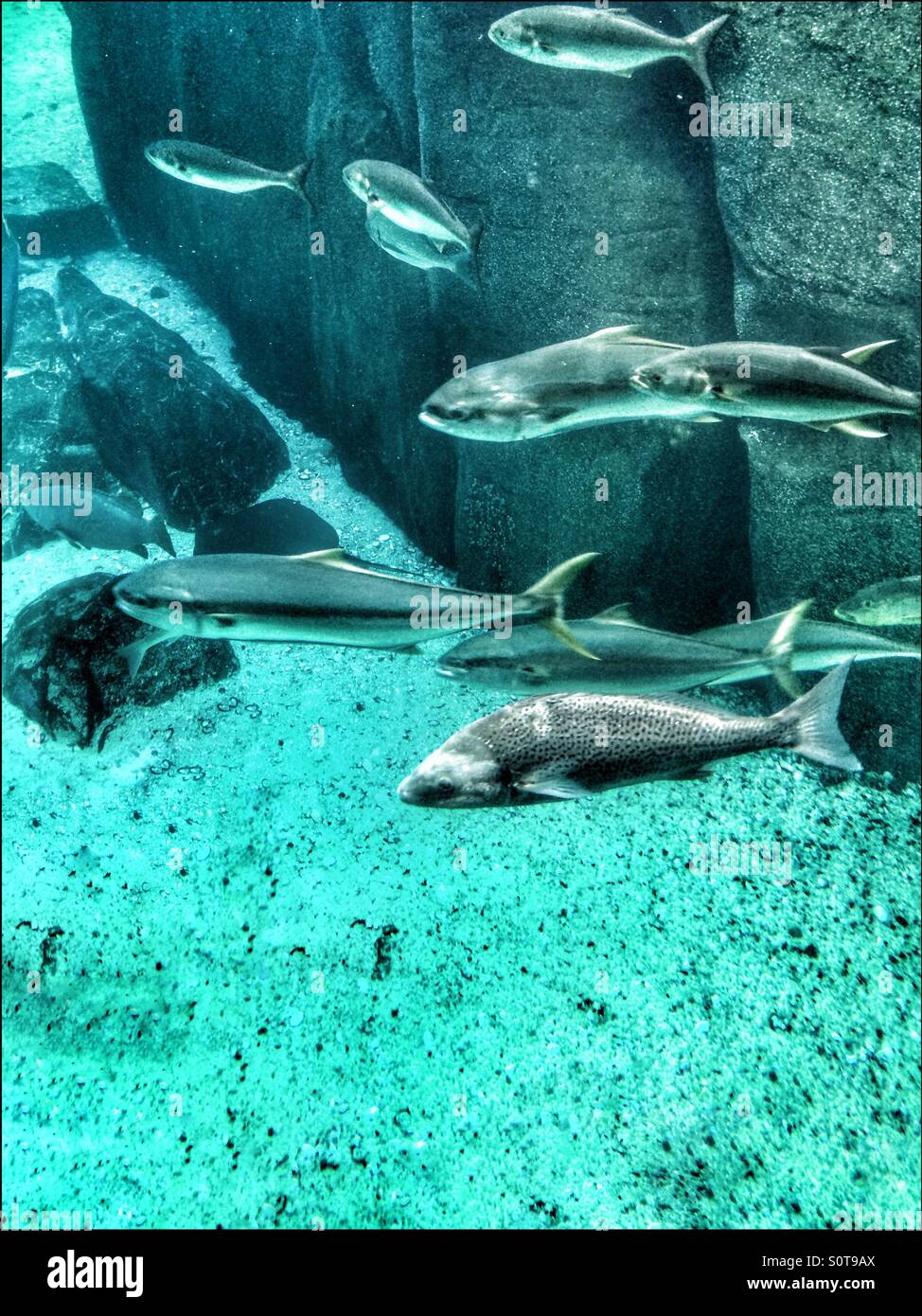 Two oceans aquarium cape town hires stock photography and images Alamy