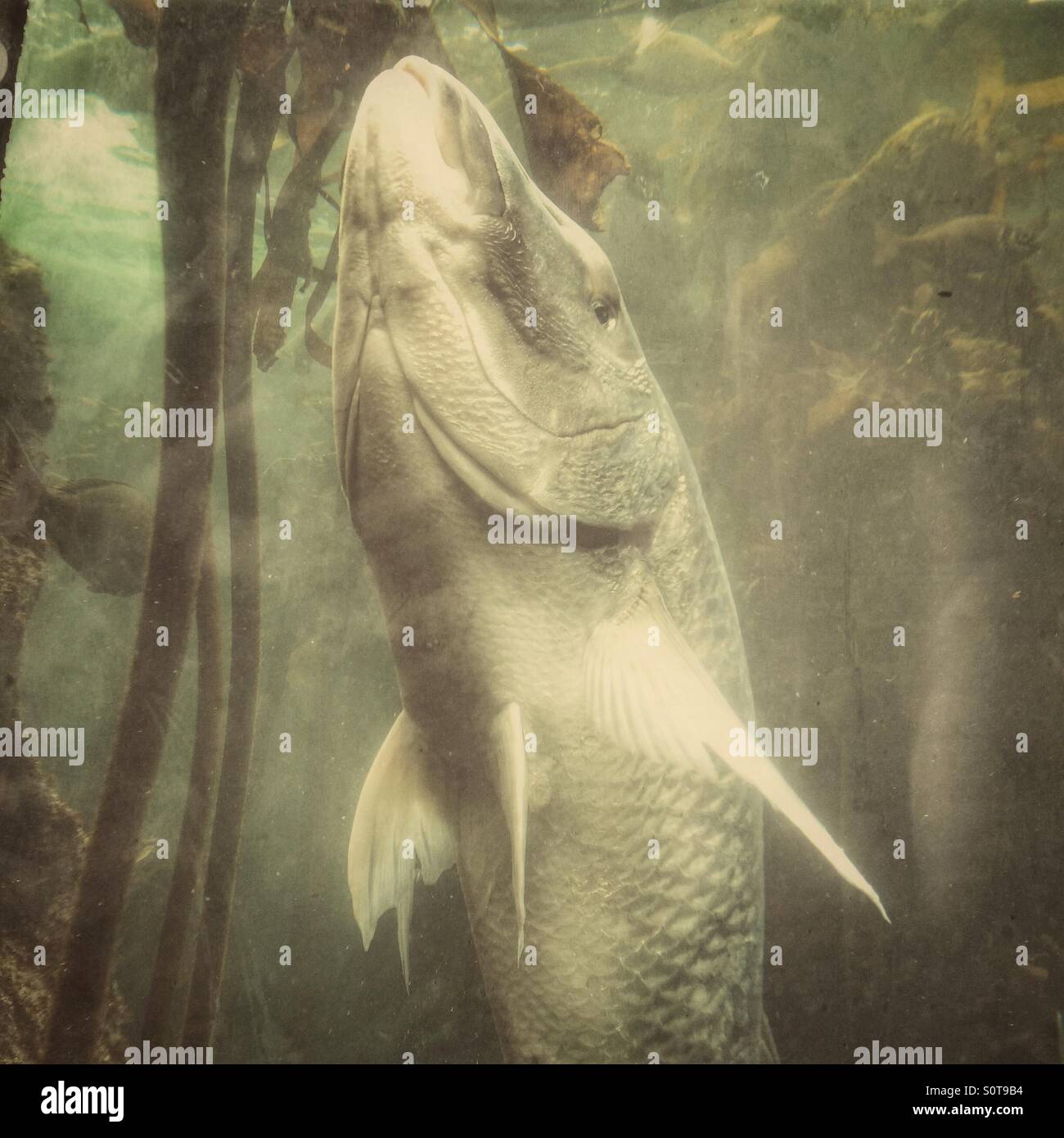 Fish tank in Two Oceans Aquarium, Cape Town, South Africa Stock Photo