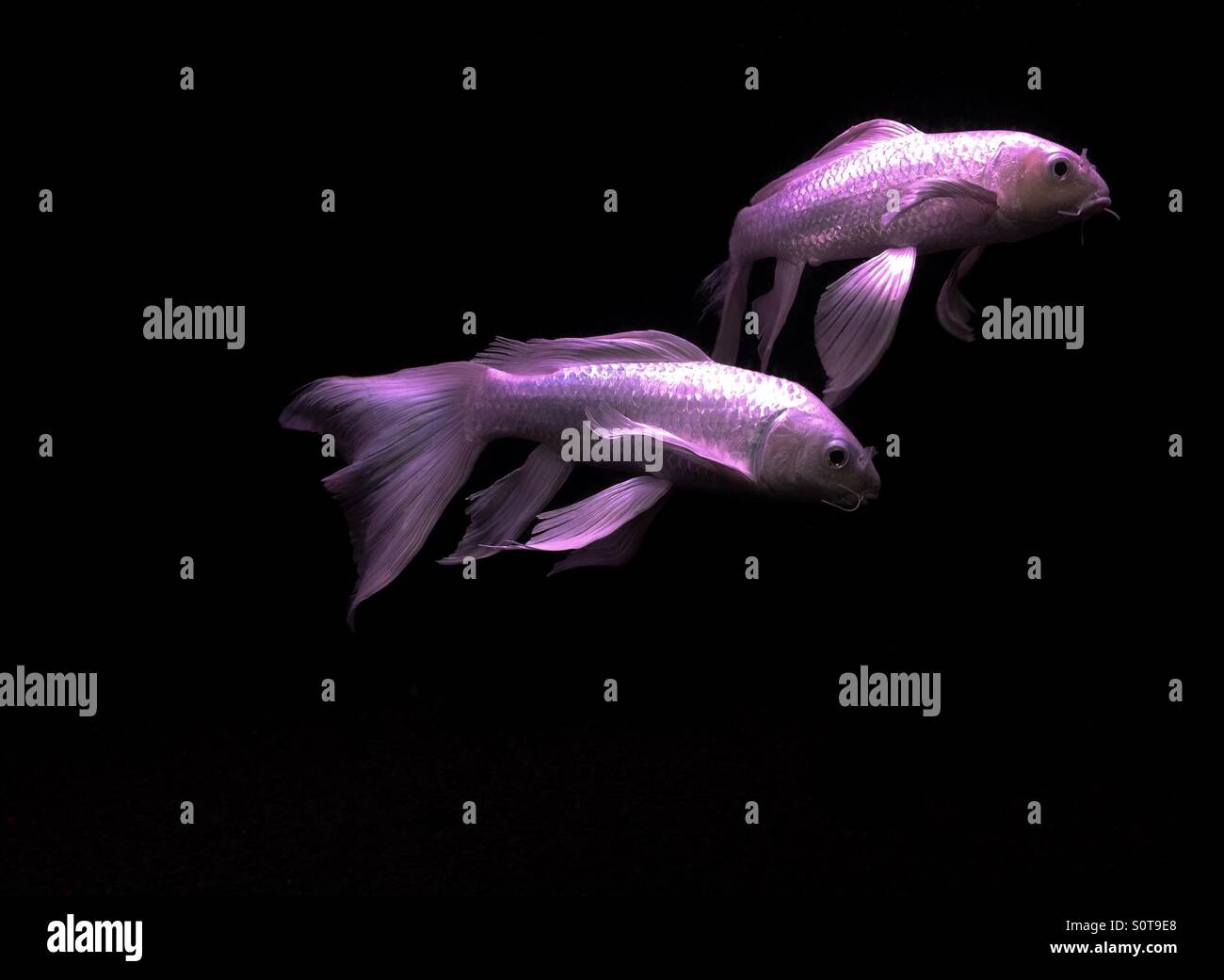 Two white fishes swimming in an aquarium against a pitch black background - Smartphone Captured Stock Image
