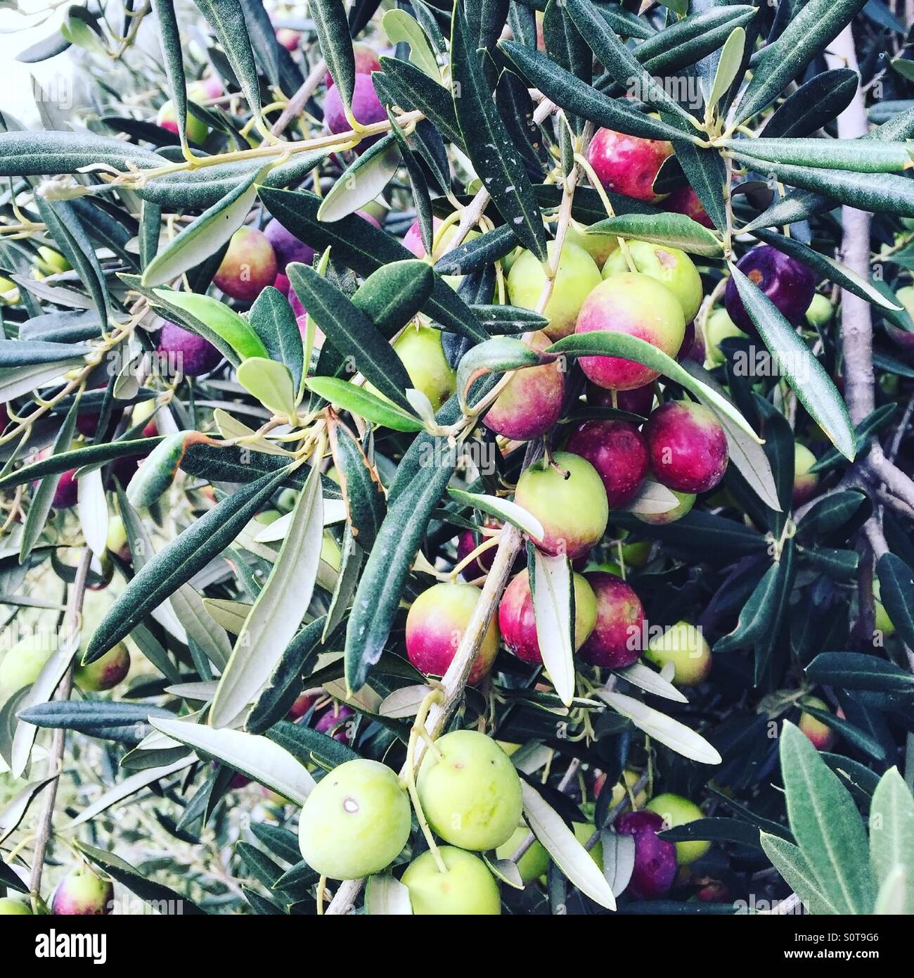 Colorful ripe olives on olive tree Stock Photo