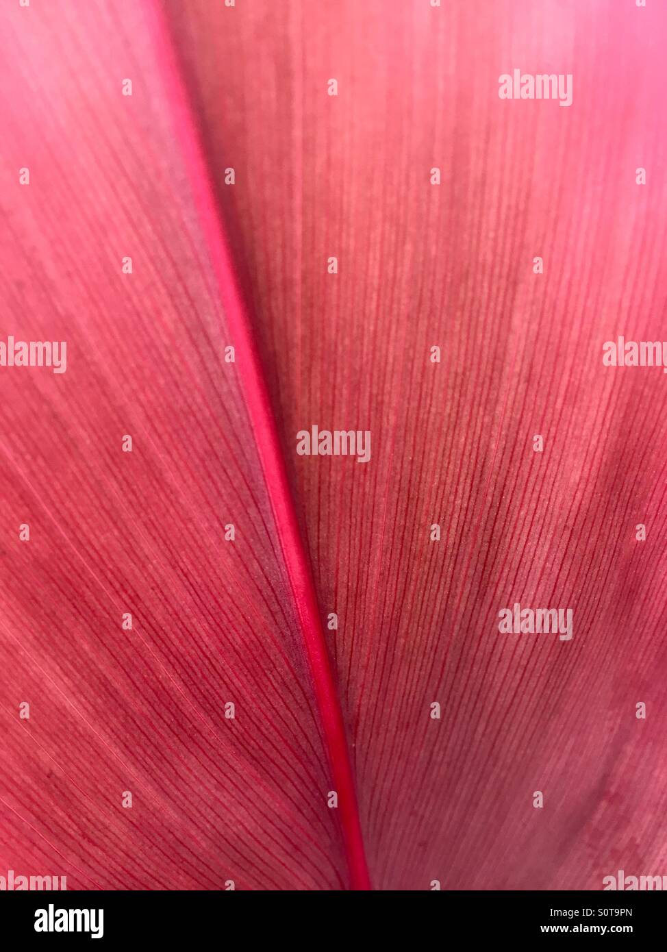 Underside of a pink leaf/plant Princeville Kauai USA. - Smartphone Captured Stock Image
