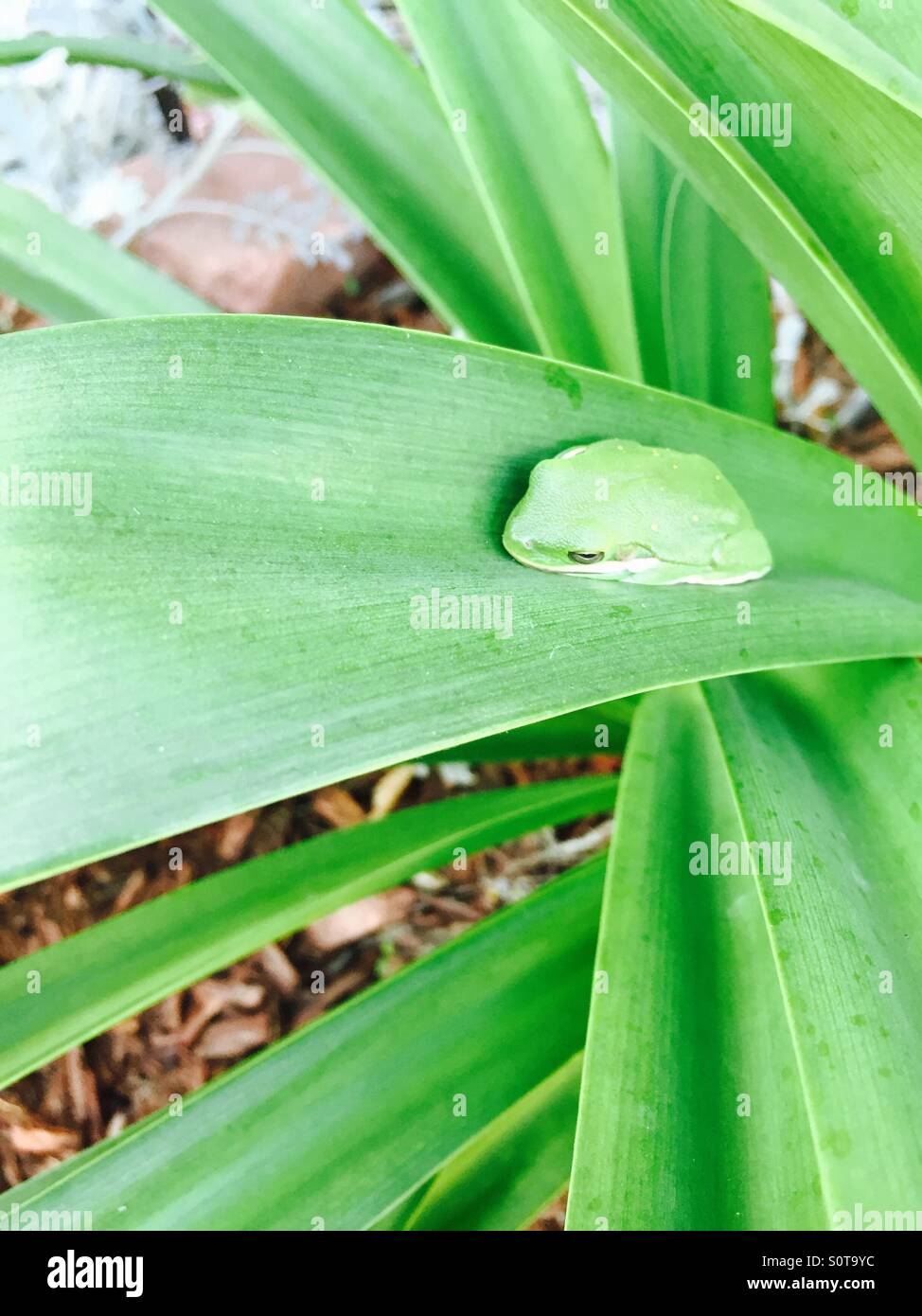 Adorable tree frog Stock Photo