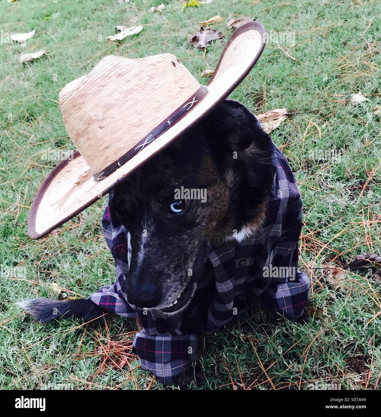 Dog wearing flannel shirt Stock Photo Alamy