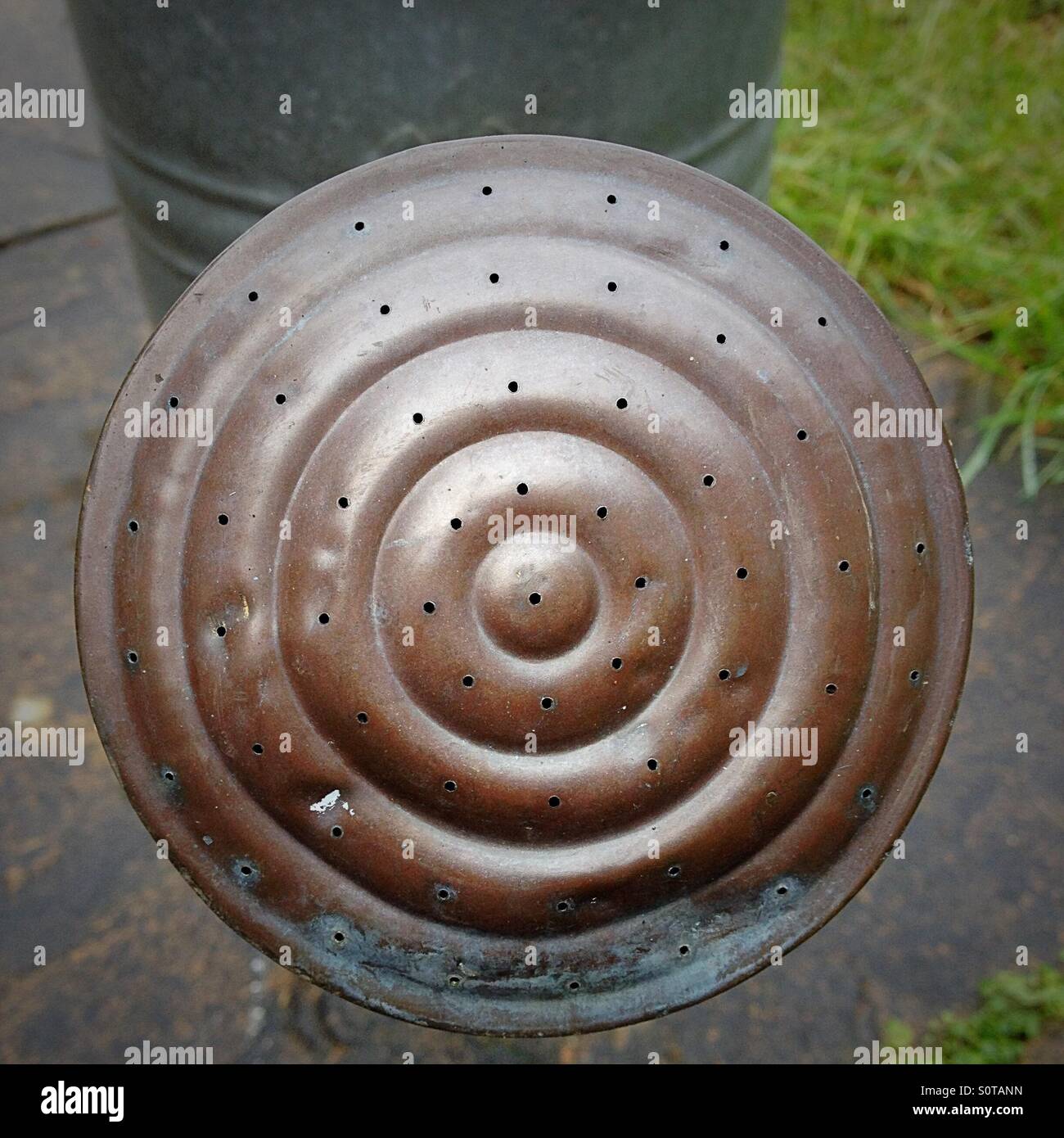 Rose of vintage iron watering can - Smartphone Captured Stock Image