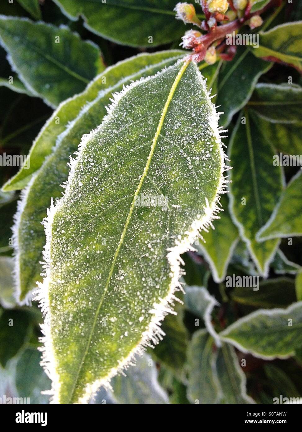 Frosty bay leaves - Smartphone Captured Stock Image