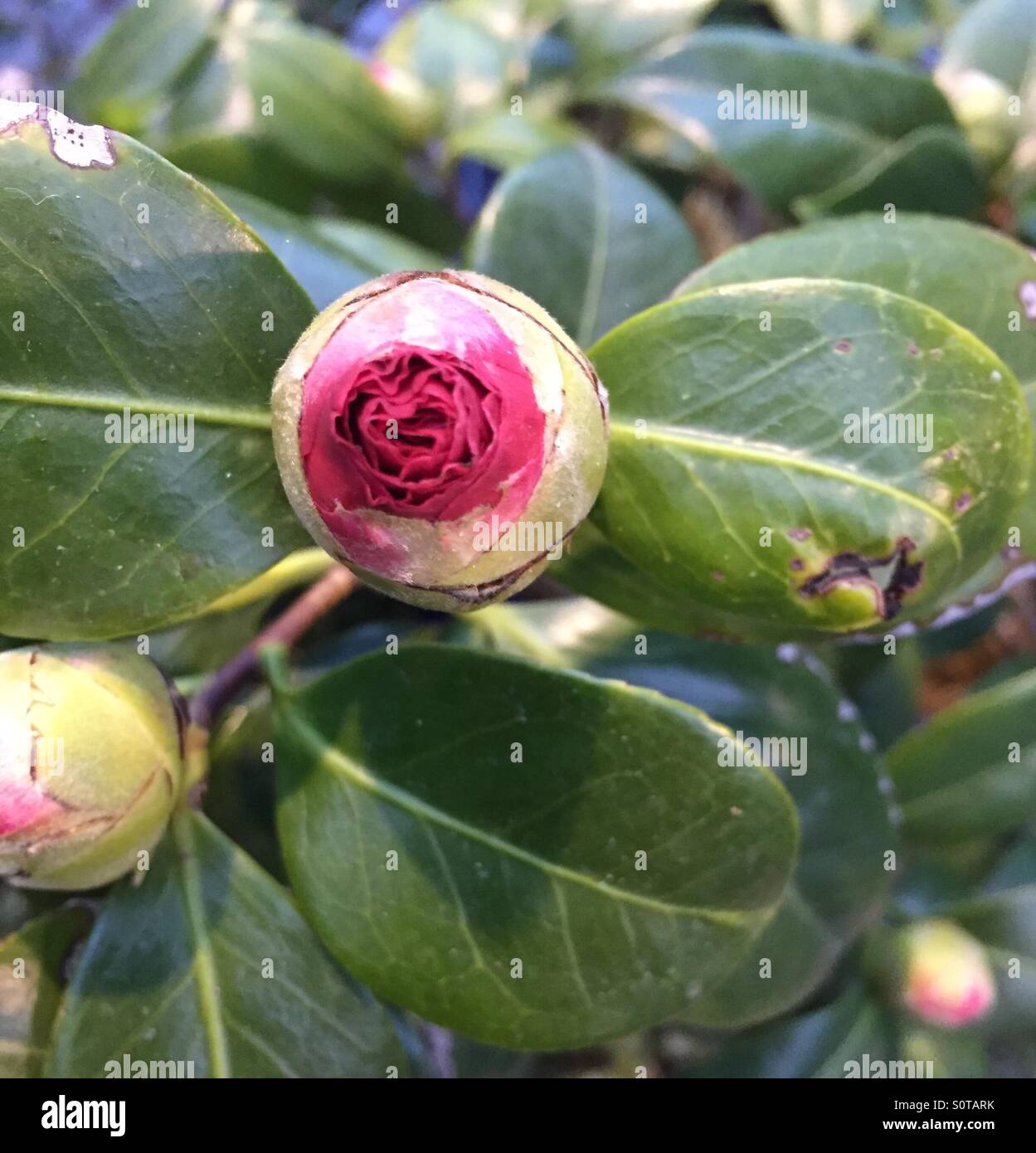 Flower bud about to bloom. Botanical garden Lincoln park Chicago Stock 