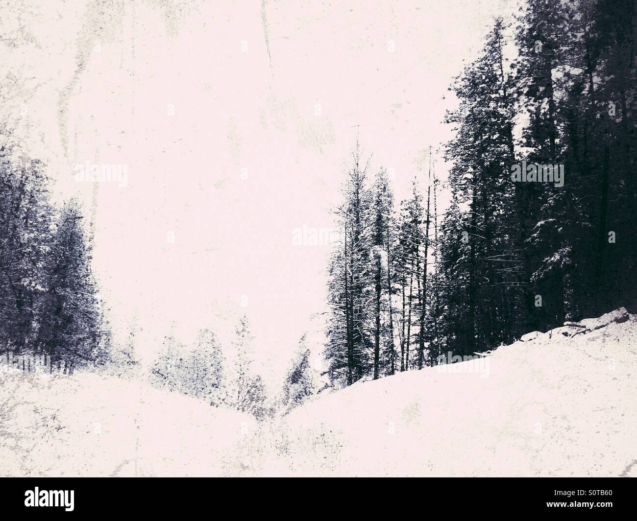 Winter landscape of trees in the snow. Distressed edit. - Smartphone Captured Stock Image
